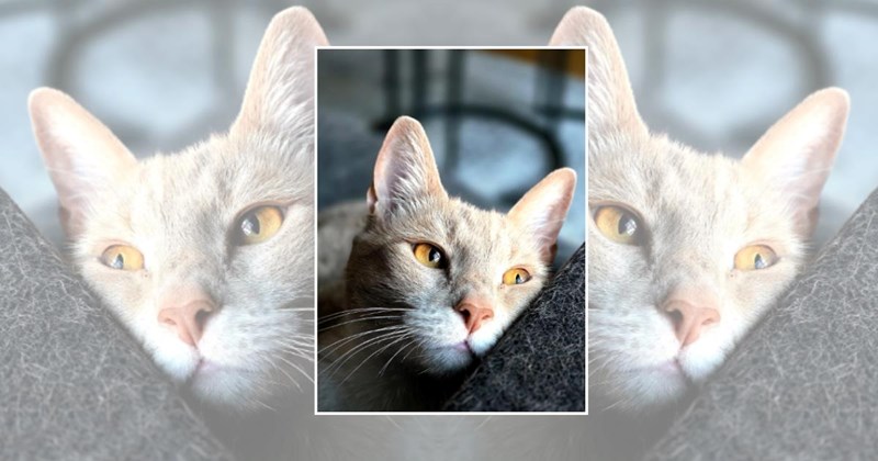 wholesome cats adorable cats cat pictures cute cats funny cats Cats Cats - 45298181