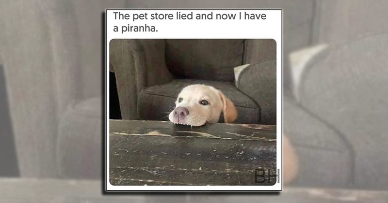 funny dog memes