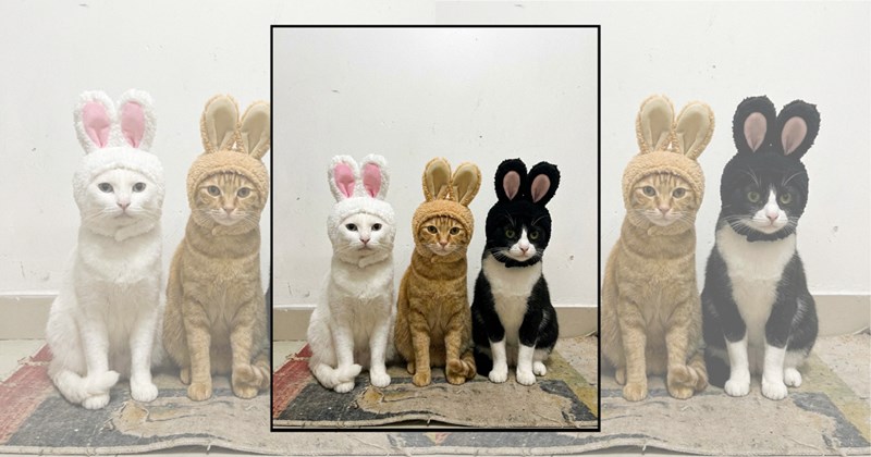 humor wholesome hilarious wholesome cats adorable cats Memes funny cats funny cat memes Cats - 45305349