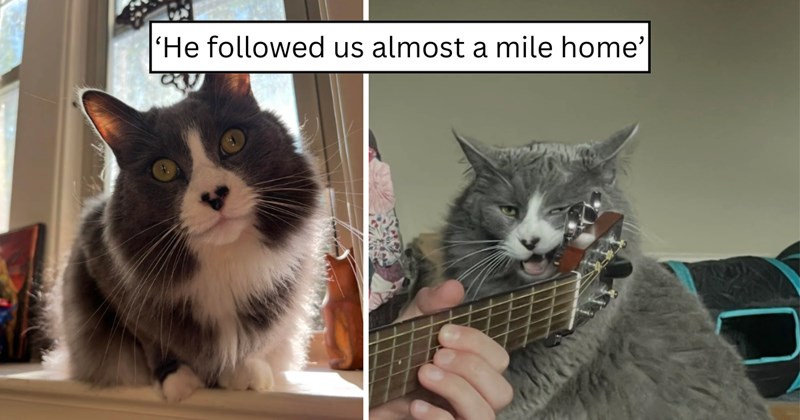 23 pictures of cats and text | thumbnail includes two pictures of a cat and one picture of text including '‘He followed us almost a mile home’' 