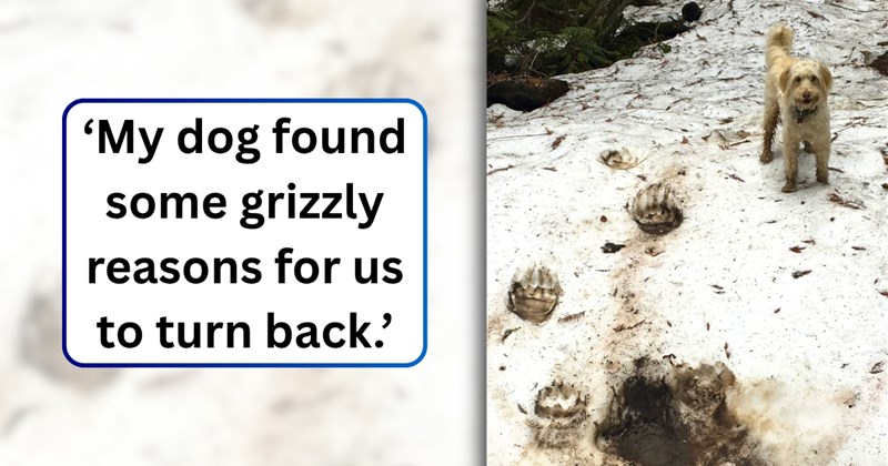 1 dog pictures | thumbnail includes one picture of a dog, and ‘My dog found some grizzly reasons for us to turn back.’