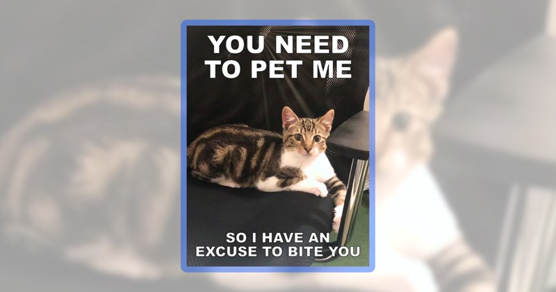 35 cat memes | thumbnail includes one meme including 'YOU NEED TO PET ME SO I HAVE AN EXCUSE TO BITE YOU'