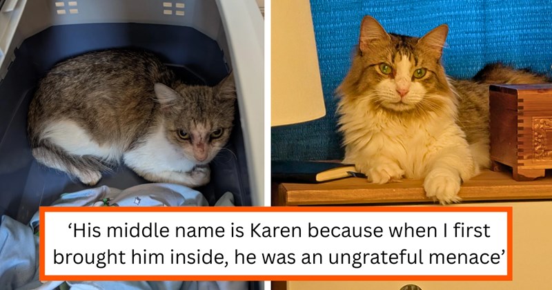 Story of feral cat rescue and glow up | Thumbnail includes two pictures of Broccoli, the stray cat, and one picture of text including '‘His middle name is Karen because when I first brought him inside, he was an ungrateful menace’'
