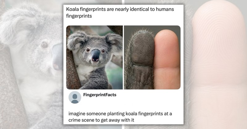 27 animal memes | Thumbnail includes one meme including 'Koala fingerprints are nearly identical to humans fingerprints FingerprintFacts imagine someone planting koala fingerprints at a crime scene to get away with it'