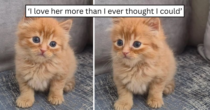22 pictures of cats and text | thumbnail includes two pictures of a cat and one picture of text including '' 
