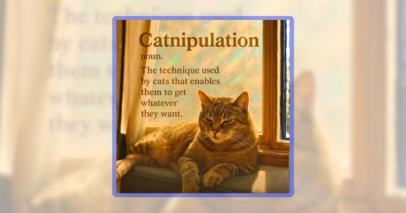 32 cat memes | thumbnail includes on meme including 'Catnipulation noun. The technique used by cats that enables them to get whatever they want.'