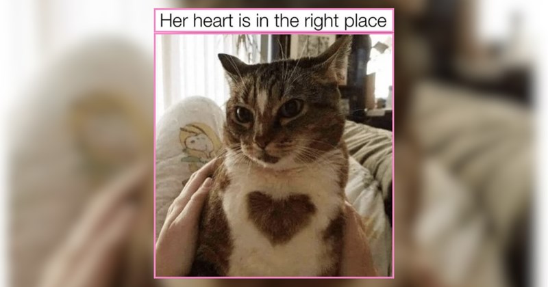 An Animal Collective of Happy, Doting, Pawdorable Pets
