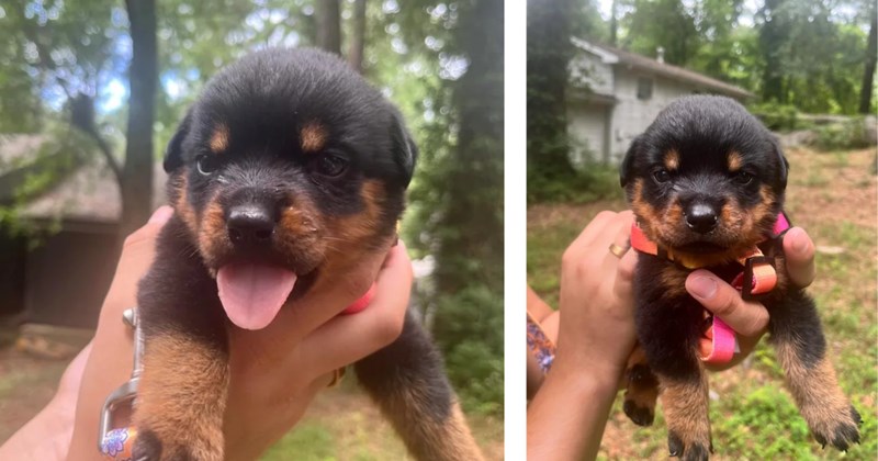 'She was alone in the street completely soaked': Rottweiler puppy found in the rain by kind humans who feel like they've won the puppy jackpot
