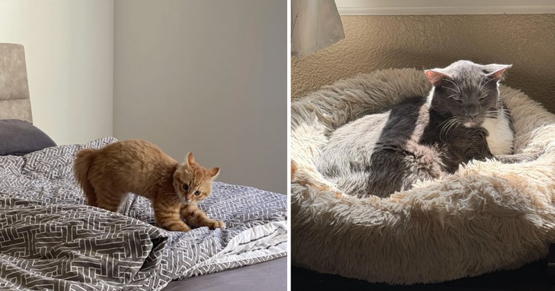 25 pictures of cats | thumbnail includes two pictures of cats 