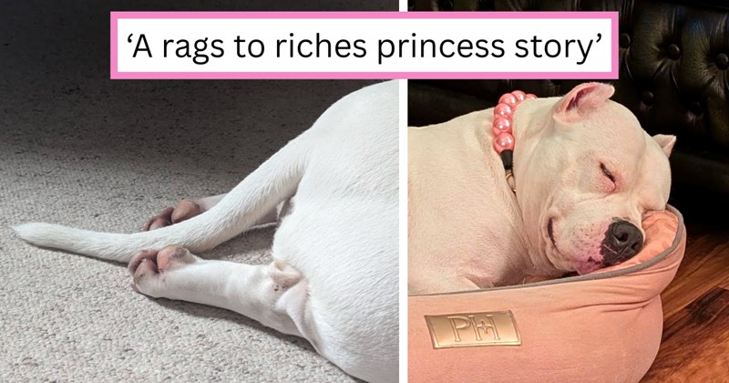 Story of rescue and adoption of a dog with a princess personality and cute sploots | Thumbnail includes one picture of a dog splooting, one picture of a dog sleeping in a pink dog bed, and one picture of text including '‘A rags to riches princess story’'