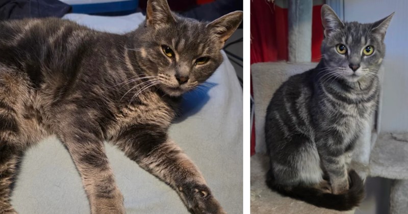 Woman's cat Willow crosses rainbow bridge, a few days later she sees a foster cat with the same name, showing how fate and the CDS work hand in hand