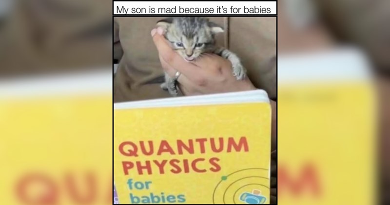 20 Scholarly Cats Conducting Important Meowdical Research