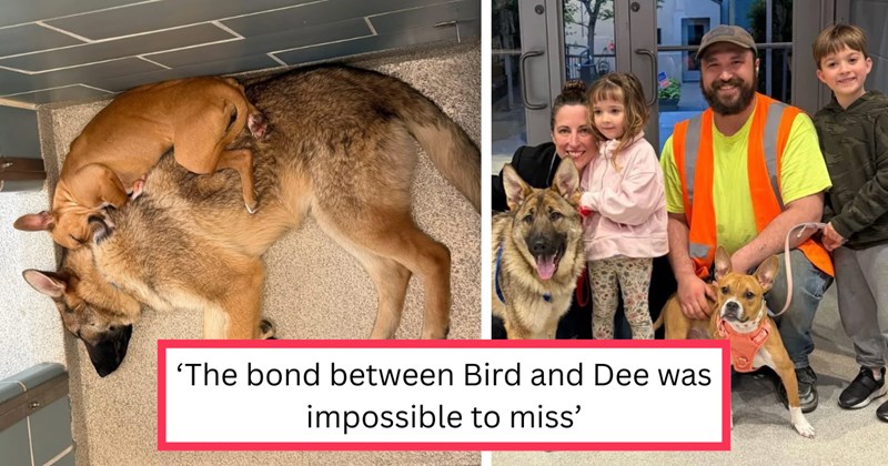 Story of Bird and Dee, two bonded rescue dogs from Chicago who get adopted together | Thumbnail includes one picture of Bird and Dee cuddling together on the shelter floor, and one picture of Bird and Dee with their new family after adoption