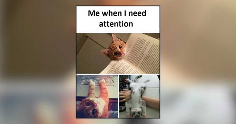 20 cat memes | thumbnail includes one meme and one picture of text including 'Me when I need attention' 
