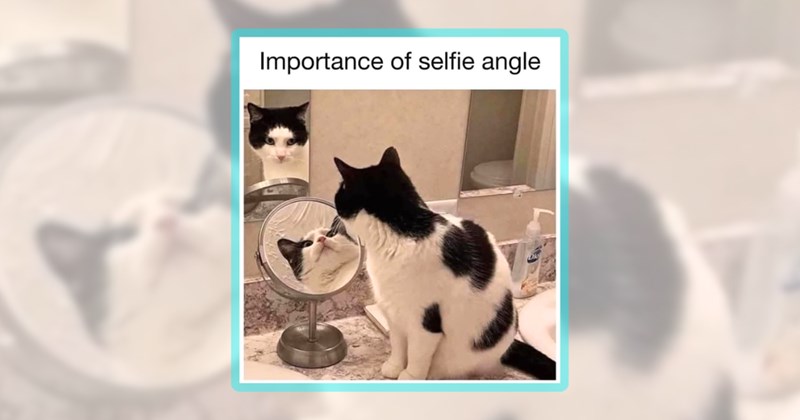 24 cat memes | thumbnail includes one meme including 'Importance of selfie angle'
