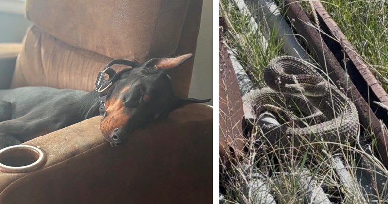 Brave Doberman, Rocky, saves owner's life from Diamondback rattlesnake in miraculous moment when they were out building fences: 'Rocky deserves a big steak'