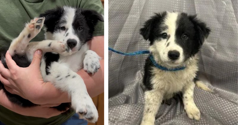 'We're in love!': Three Border Collie puppies found dumped outside, shelter rescues them and eager couple adopts one of them on the spot 