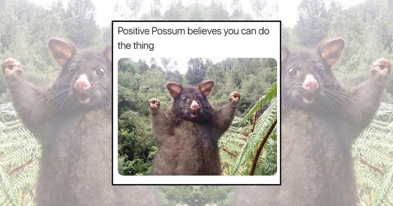 possum possum memes funny memes animal memes relatable animal memes Funny Memes - 45319685