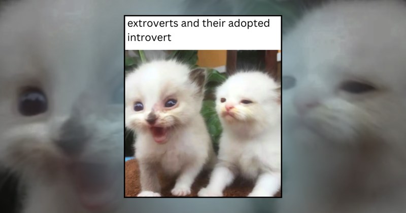 kitten memes cute