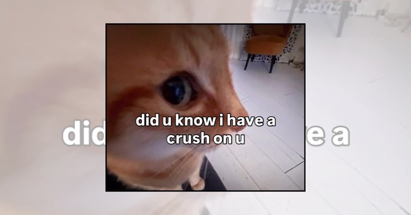 sweetheart cute cat memes adorable cats romantic were-in-love love memes funny love memes for him cute cats love for her crush Cats heartwarming heartfelt heartwarming memes - 45326853