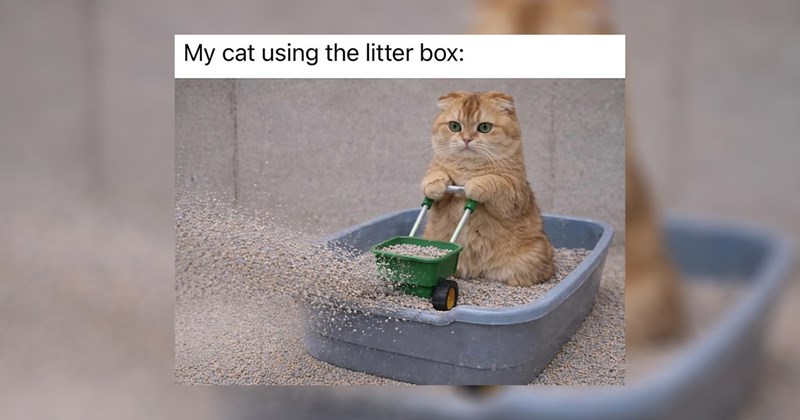 relatable memes work memes random memes silly memes funny memes dank memes Memes meme silly funny cat memes - 45327877