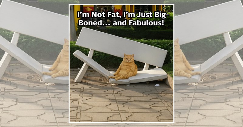 humor wholesome hilarious wholesome cats adorable cats Memes funny cats funny cat memes Cats - 45329669