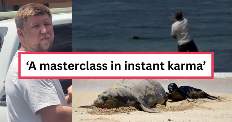 Video and commentary of a viral video of a man throwing a rock at an endangered Hawaiian monk seal | Thumbnail includes one picture of Igor Lytvynchuk, one picture of Igor Lytvynchuk throwing a rock at endangered monk seal, one picture of Lani the endangered monk seal and her calf, and one picture of text including '‘A masterclass in instant karma’'