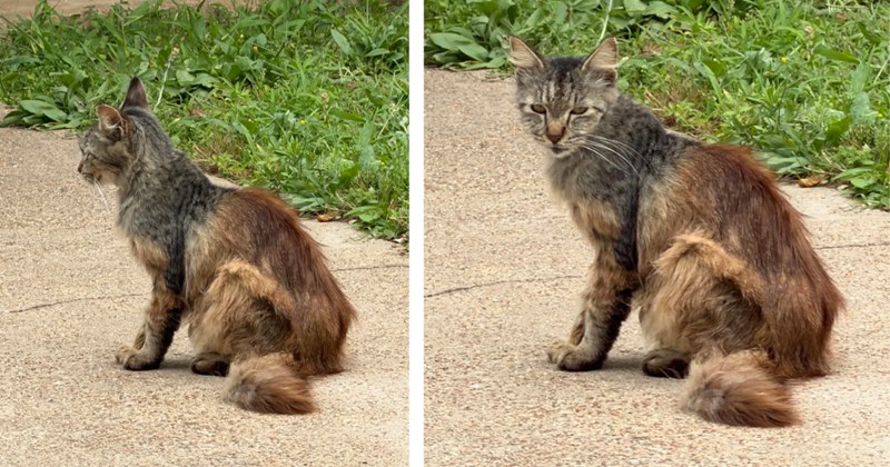 Pictures and comments about a stray "chimera" cat | Thumbnail includes two pictures of a stray cat outside
