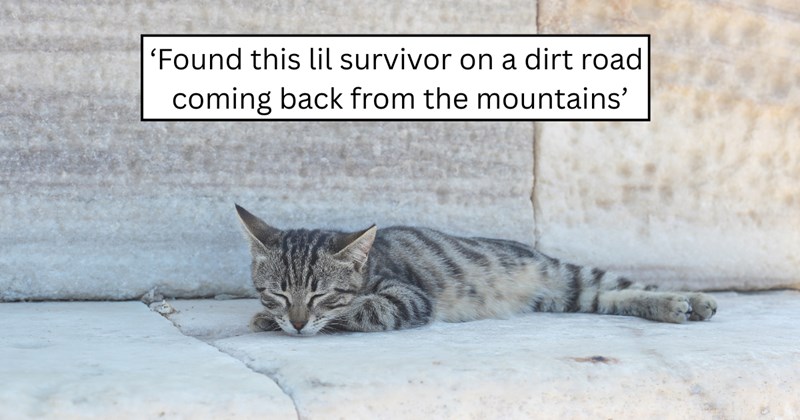3 pictures of cats | thumbnail includes one picture of a cat and one picture of text including '‘Found this lil survivor on a dirt road coming back from the mountains’' 