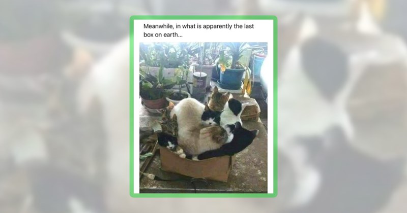 32 cat memes | thumbnail includes one meme including 'Meanwhile, in what is apparently the last box on earth...'