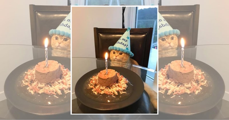 humor wholesome hilarious wholesome cats adorable cats Memes funny cats funny cat memes Cats - 45345797