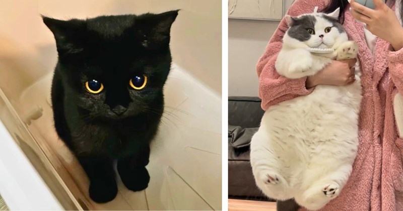 36 pictures of cats and kittens | Thumbnail includes one picture of a black kitten and one picture of a chonky cat being held by woman in a pink sweater 