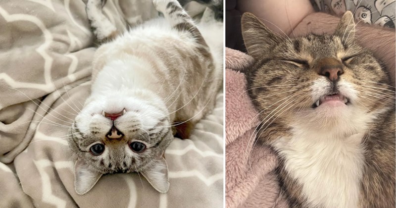 31 pictures of cats | thumbnail includes two pictures of cats 