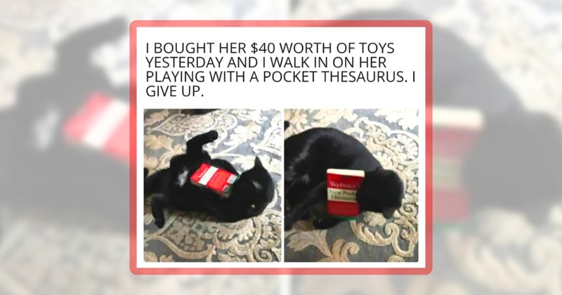 30 cat memes | thumbnail includes one meme including 'I BOUGHT HER $40 WORTH OF TOYS YESTERDAY AND I WALK IN ON HER PLAYING WITH A POCKET THESAURUS. I GIVE UP.'