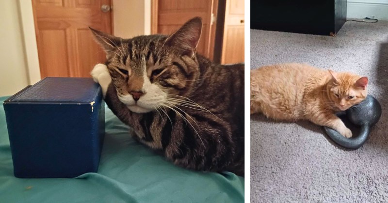 33 pictures of cats cuddling with random objects | Thumbnail includes one picture of a cat cuddling with a box, and one picture of an orange cat cuddling with a kettlebell