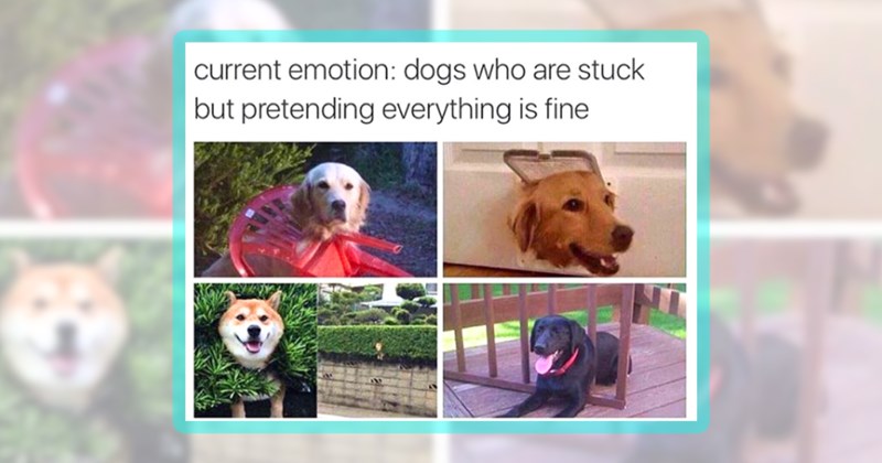 33 dog memes | thumbnail includes one meme including 'current emotion: dogs who are stuck but pretending everything is fine'
