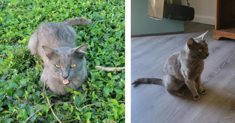 Kitten left behind at rental home by previous tenants only to be found by new tenant during move in, he decides to keep the grey kitty: 'We weren't really planning on getting a cat'