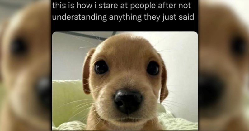 21 Delightful Dog Memes for a Dazzling Day and a Wholesome Week