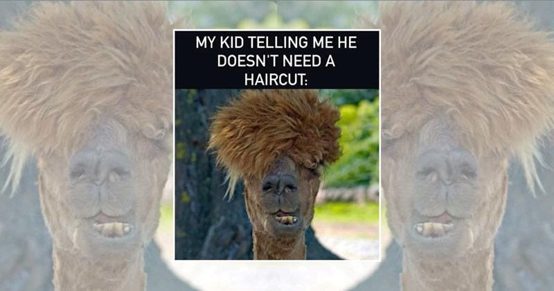long neck llamas funny animal memes animal memes llama memes Animals - 45353989