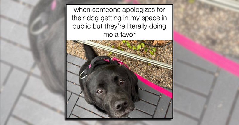 dog memes