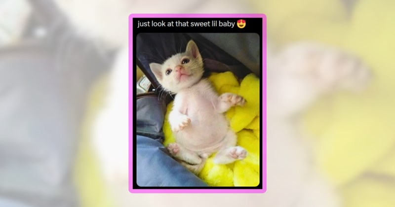 20 kitten memes | thumbnail includes one meme including 'just look at that sweet lil baby'