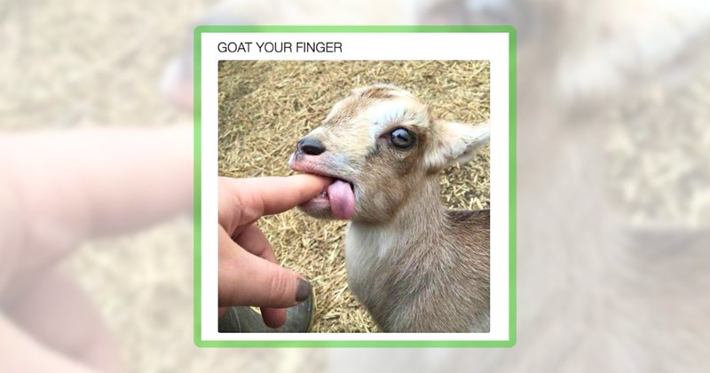 29 farm animal memes | thumbnail includes one meme including 'GOAT YOUR FINGER'