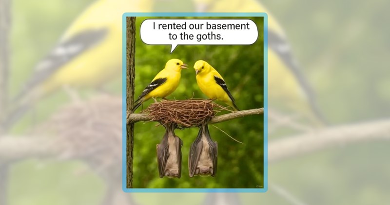 31 bird memes | thumbnail includes one meme including 'I rented our basement to the goths.'