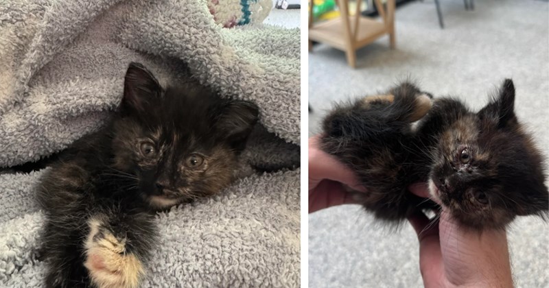 Lady leaving Costco sees black cat fall out of truck on the road, she immediately pulls over and takes the cat home: The story of how Clover the Cat was saved