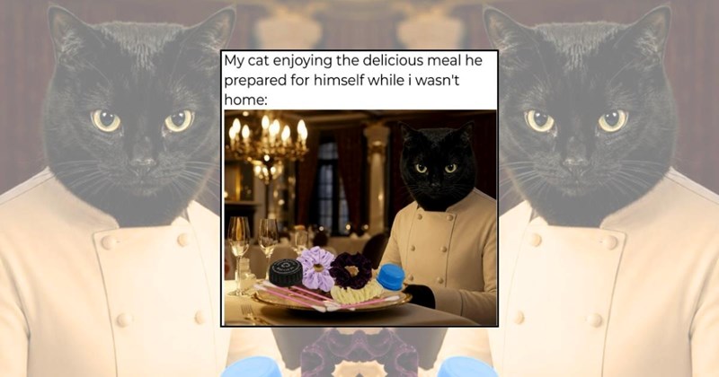 wholesome cats adorable cats cat pictures cute cats funny cats Cats Cats - 45364229