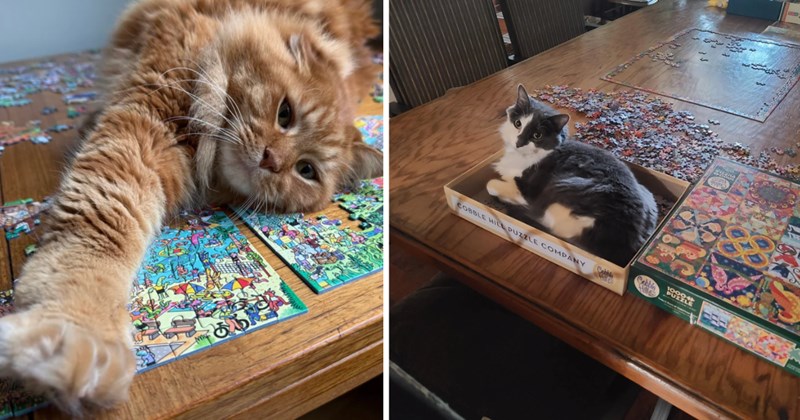 30 pictures of cats | thumbnail inlcudes two pictures of cats 