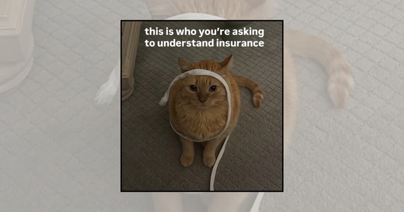 funny cat memes silly cats weird cats silly cat memes love cats funny cats orange cats cats are weird Cats hilarious cats Cats lolcats - 45368325