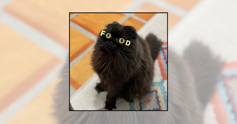 funny cat memes lolcats silly cats black cats black cat memes funny cats Cats hilarious cats funny black cats Cats - 45369093