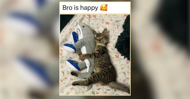 The Sleepiest Animal Memes for Folks Just Tryin' to Nap