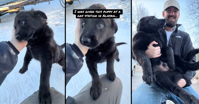wholesome dogs animal adoption alaska puppy heart warming animal rescue doggos blue collar animals Dog Rescue Rescues & Adoption - 45372677